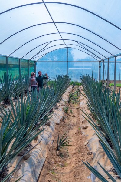 Kiwi Spirit Distillery agaves