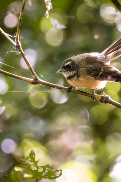 The Brook Waimarama Sanctuary fantail by Miles Holden