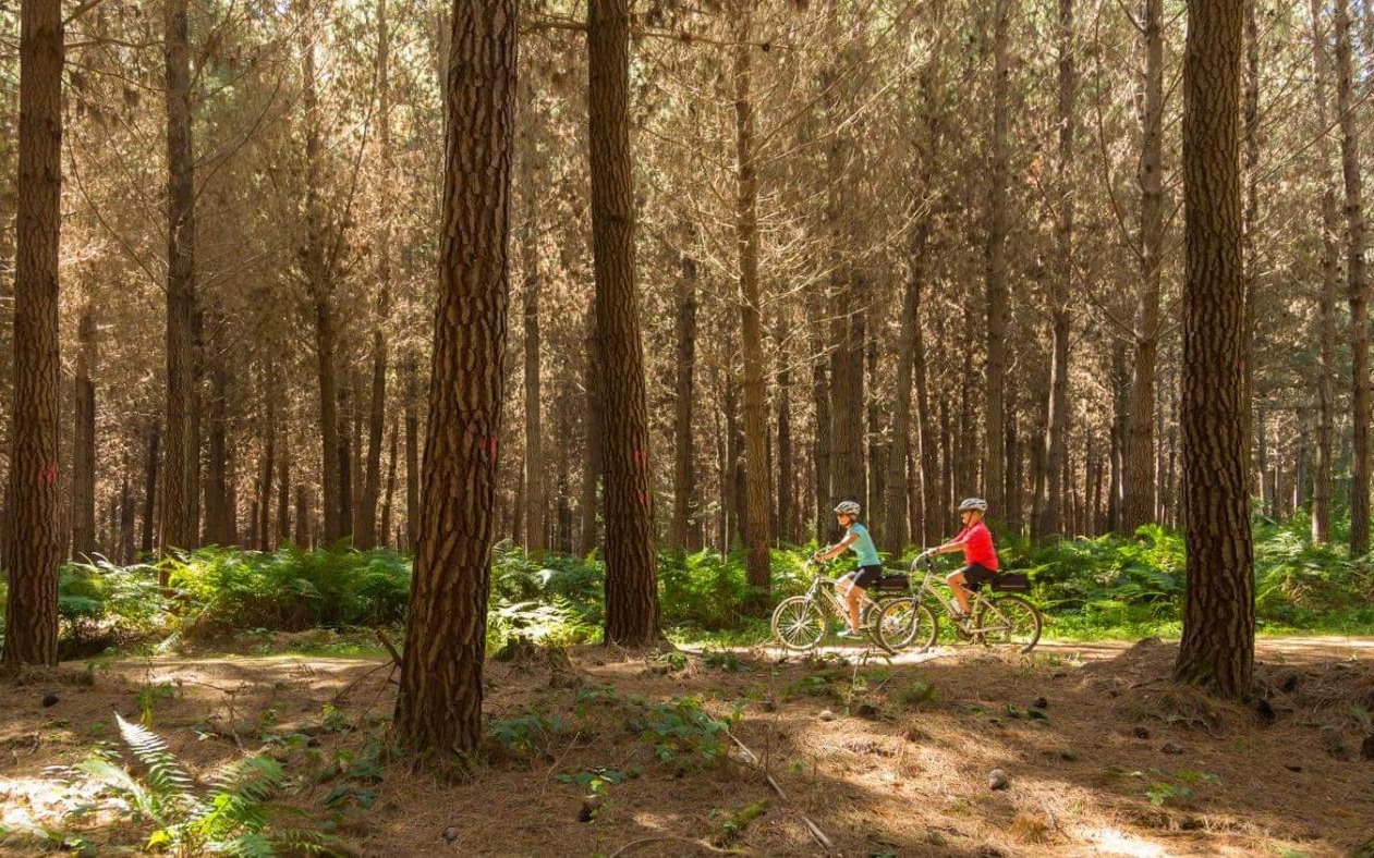 Cycling in the woods by Wheelie Fantastic