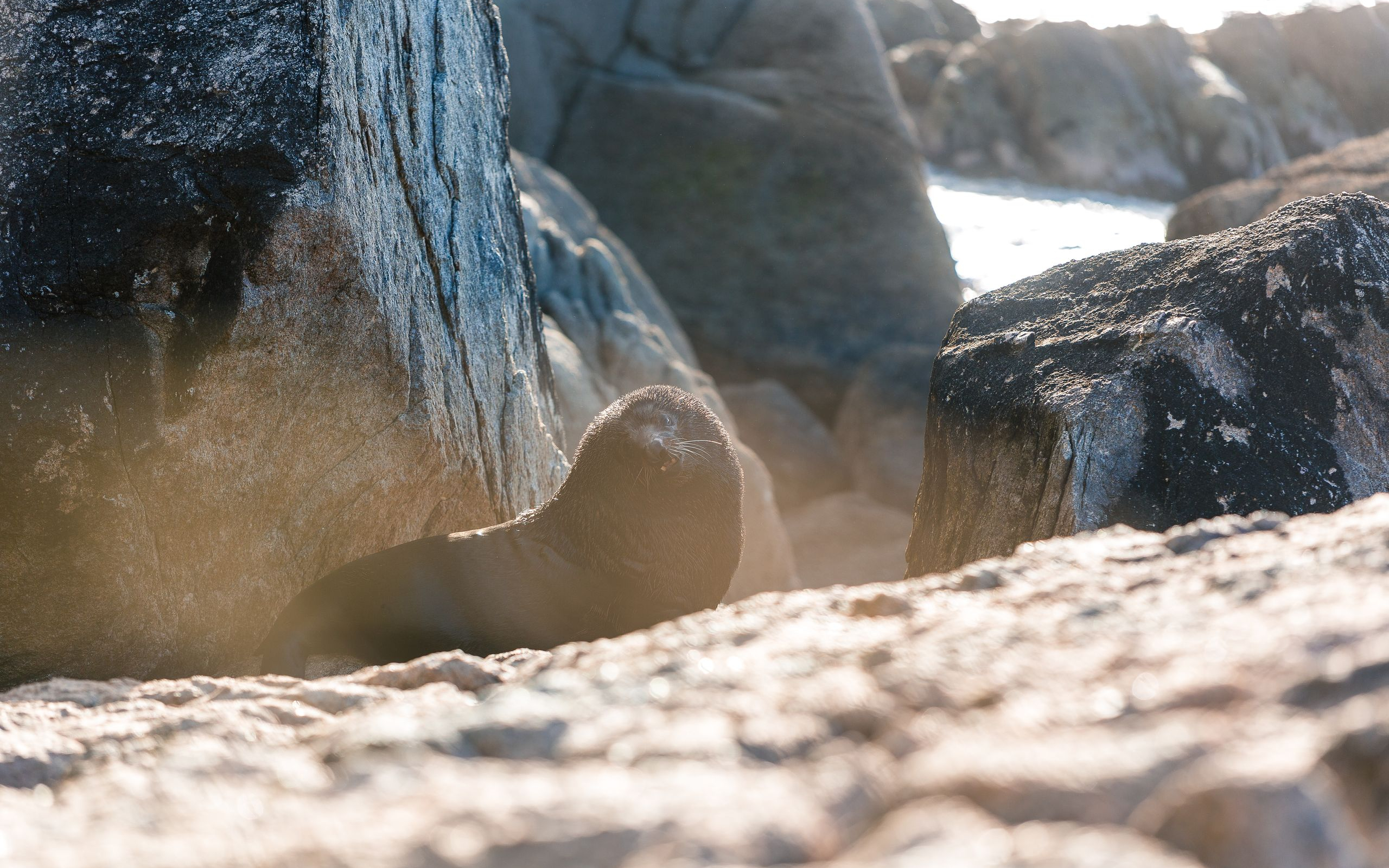 Tonga Island Marine Reserve seals Abel Tasman National Park