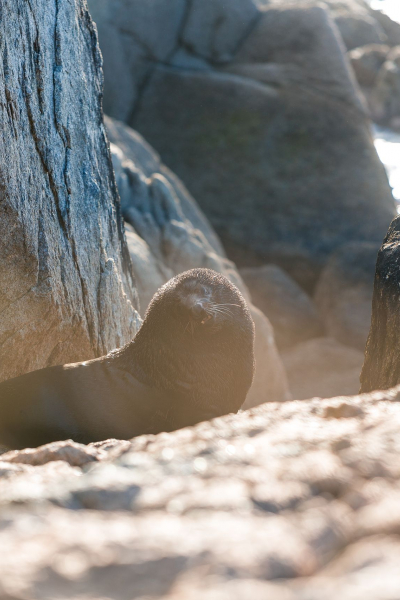 Tonga Island Marine Reserve seals Abel Tasman National Park